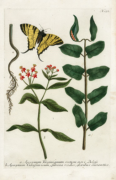 Johann Weinmann Botanical Prints 1737艺术 插画 手绘 植物 手绘植物