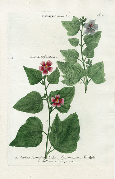 Johann Weinmann Botanical Prints 1737艺术 插画 手绘 植物 手绘植物