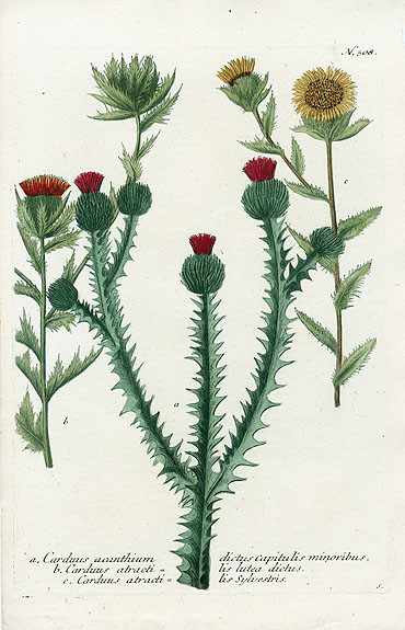 Johann Weinmann Botanical Prints 1737艺术 插画 手绘 植物 手绘植物