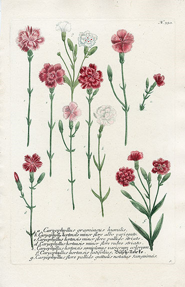 Johann Weinmann Botanical Prints 1737艺术 插画 手绘 植物 手绘植物