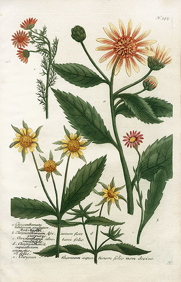 Johann Weinmann Botanical Prints 1737艺术 插画 手绘 植物 手绘植物