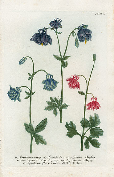 Johann Weinmann Botanical Prints 1737艺术 插画 手绘 植物 手绘植物