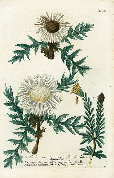 Johann Weinmann Botanical Prints 1737艺术 插画 手绘 植物 手绘植物