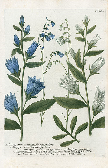 Johann Weinmann Botanical Prints 1737艺术 插画 手绘 植物 手绘植物