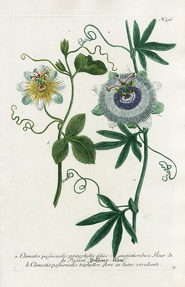 Johann Weinmann Botanical Prints 1737艺术 插画 手绘 植物 手绘植物