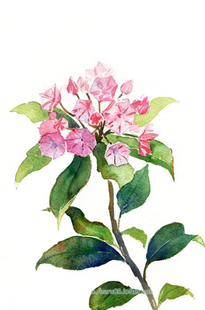 2月日的生日花是 山月桂 星座 双鱼座 花語是 堆糖 美图壁纸兴趣社区