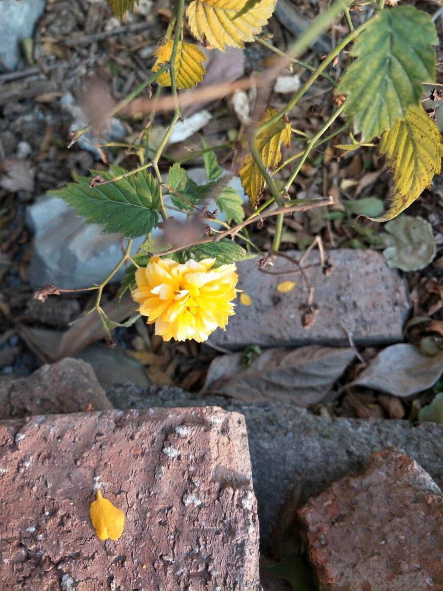 秋菊傲日忆往昔，峥嵘岁月稠白首