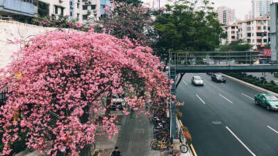 广州的花，但据说是假的，还是很好看。