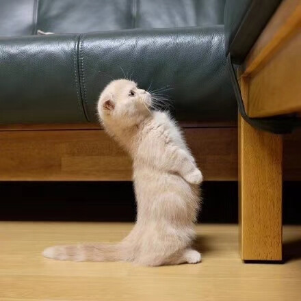 一只喜欢站立的小折耳猫，萌爆了没有！觉得萌萌的，点个赞哦！ [调皮]