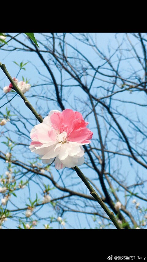 花花，转自微博