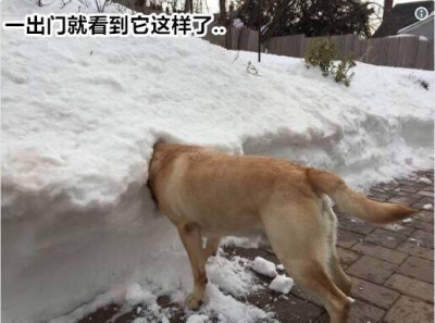 日推上又兴起的一个话题“越看越好笑的柴犬”，网友们纷纷po出自己见到的各种柴犬蠢萌瞬间~汪界唯一可以和二哈争夺蠢萌王位的就是柴犬了#汪星人日记# ​​​​