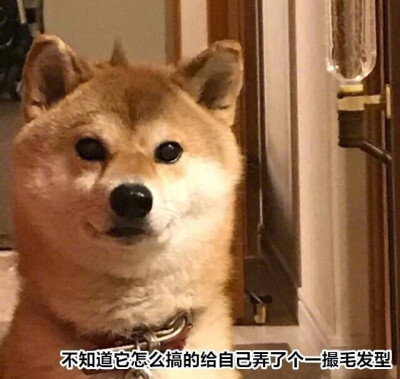 日推上又兴起的一个话题“越看越好笑的柴犬”，网友们纷纷po出自己见到的各种柴犬蠢萌瞬间~汪界唯一可以和二哈争夺蠢萌王位的就是柴犬了#汪星人日记# ​​​​