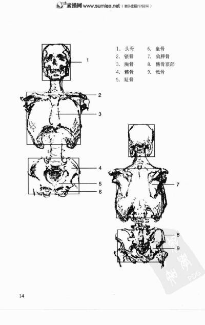 伯里曼形体结构