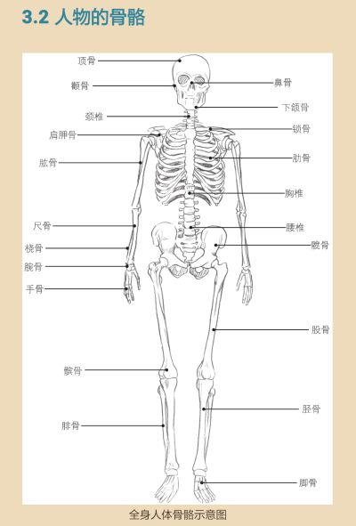 人物的骨骼