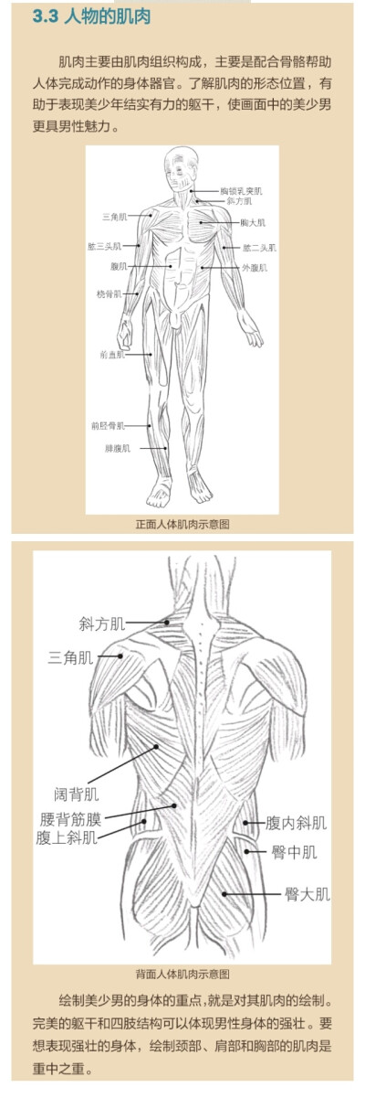 人物的肌肉