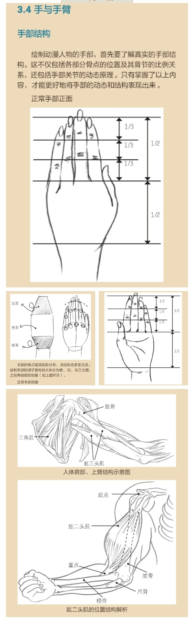 手与手臂