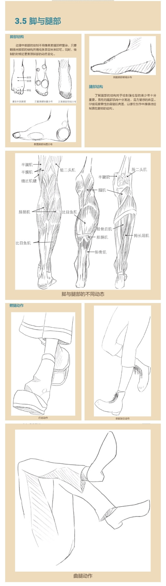 脚与腿部