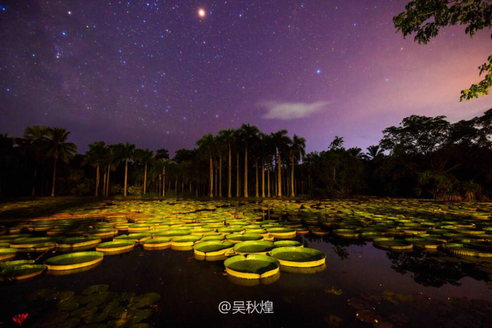 热带植物 