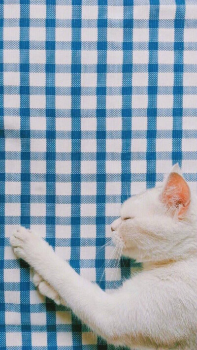 猫咪壁纸