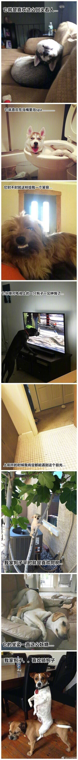 国外网友分享了我可能养了只假狗的图片。。 ​​​ ​​​​