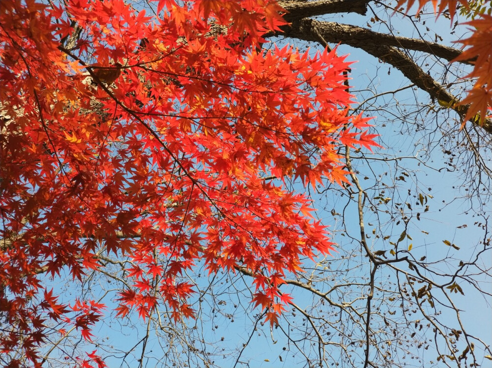 栖霞山枫叶