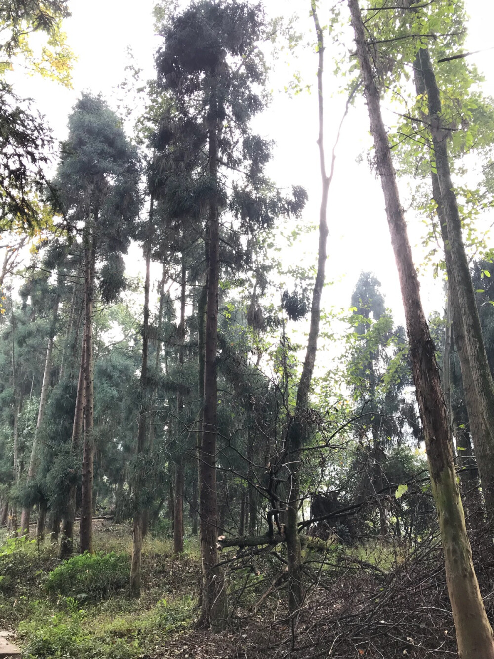 成都篇——两天峨眉山之行