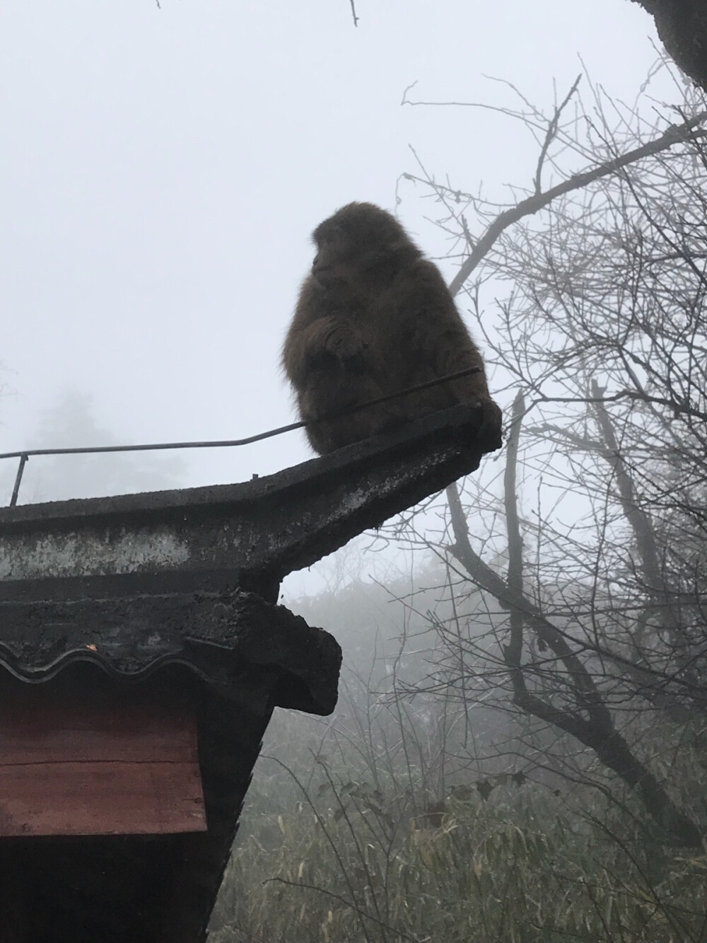 成都篇——峨眉山下山猴子