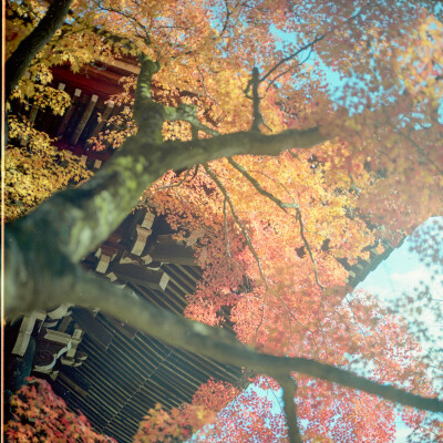 京都的红叶，令人心醉
