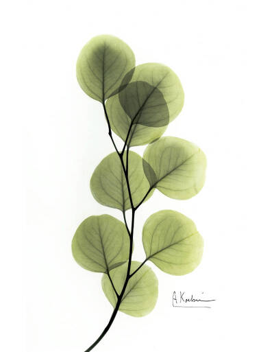 X射线下的植物 | 来自荷兰摄影师 Albert Koetsier ​​​