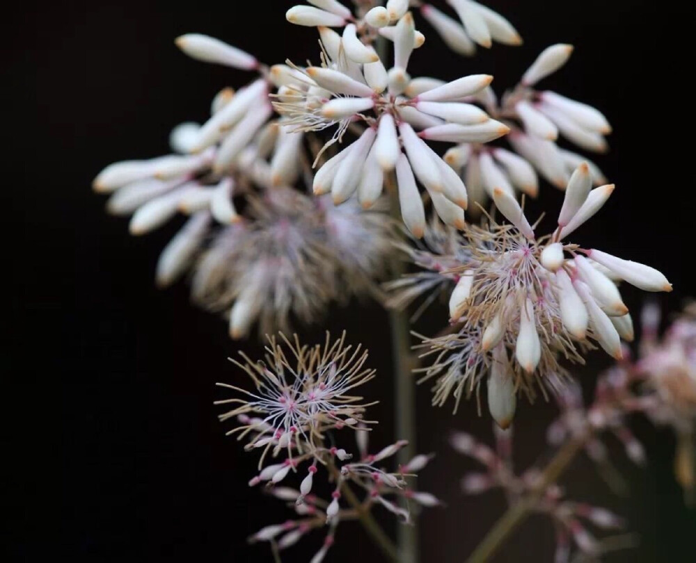 【博落回】
学名：Macleaya cordata (Willd.) R. Br.
别名：勃逻回、勃勒回、菠萝筒、大叶莲、三钱三等
门：被子植物门
纲：双子叶植物纲
目：罂粟目
科：罂粟科
属：博落回属
种：博落回
花期：6-11月
产地生境
中国长江以南、南岭以北的大部分省区均有分布，南至广东，西至贵州，西北达甘肃南部，日本也产分布。生于海拔150-830米的丘陵或低山林中、灌丛中或草丛间。
药物作用
该种全草有大毒，不可内服，入药治跌打损伤、关节炎、汗斑、恶疮、蜂螫伤及麻醉镇痛、消肿；作农药可防治稻椿象、稻苞虫、钉螺等。