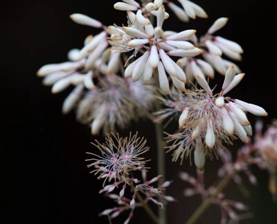 【博落回】
学名：Macleaya cordata (Willd.) R. Br.
别名：勃逻回、勃勒回、菠萝筒、大叶莲、三钱三等
门：被子植物门
纲：双子叶植物纲
目：罂粟目
科：罂粟科
属：博落回属
种：博落回
花期：6-11月
产地生境
中…