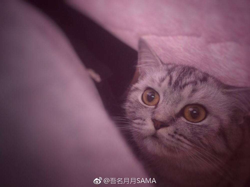 萌喵 美短 喵三妹 猫咪 猫主子 铲屎官 猫奴 小可爱