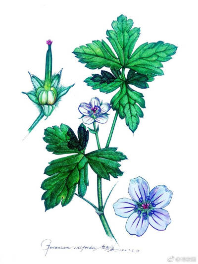 老鹳草 Geranium wilfordii