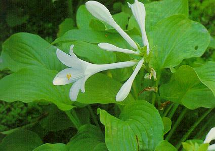 玉簪花（Hosta plantaginea Aschers）：多年生草本植物。叶丛生，卵形或心脏形。花茎从叶丛中抽出，总状花序。夏季到秋季开花，色白如玉(也有淡紫色的花），未开时如簪头，有芳香。
玉簪花为多年生草本，根状茎粗状，有多数须根。叶茎生成丛，心状卵圆形，脸具长柄，叶脉弧形。花向叶丛中抽出，高出叶面，着花9-15朵，组成总状花序。花白色或紫色，有香气，具细长的花被筒，先端6裂，呈漏斗状，花期7-9月。蒴果圆柱形，成熟时3裂，种子黑色，顶端有翅。