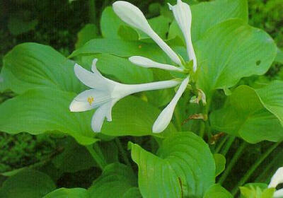 玉簪花（Hosta plantaginea Aschers）：多年生草本植物。叶丛生，卵形或心脏形。花茎从叶丛中抽出，总状花序。夏季到秋季开花，色白如玉(也有淡紫色的花），未开时如簪头，有芳香。
玉簪花为多年生草本，根状茎粗状…