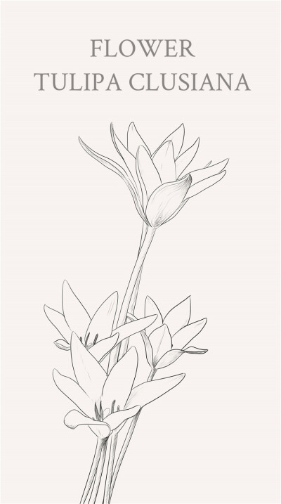 克鲁斯郁金香（TULIPA CLUSIANA），花语：热烈的爱意