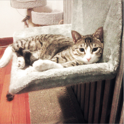 高档猫窝猫屋 高档牢固猫猫床 猫咪挂椅 超便携猫吊床 凉席可售