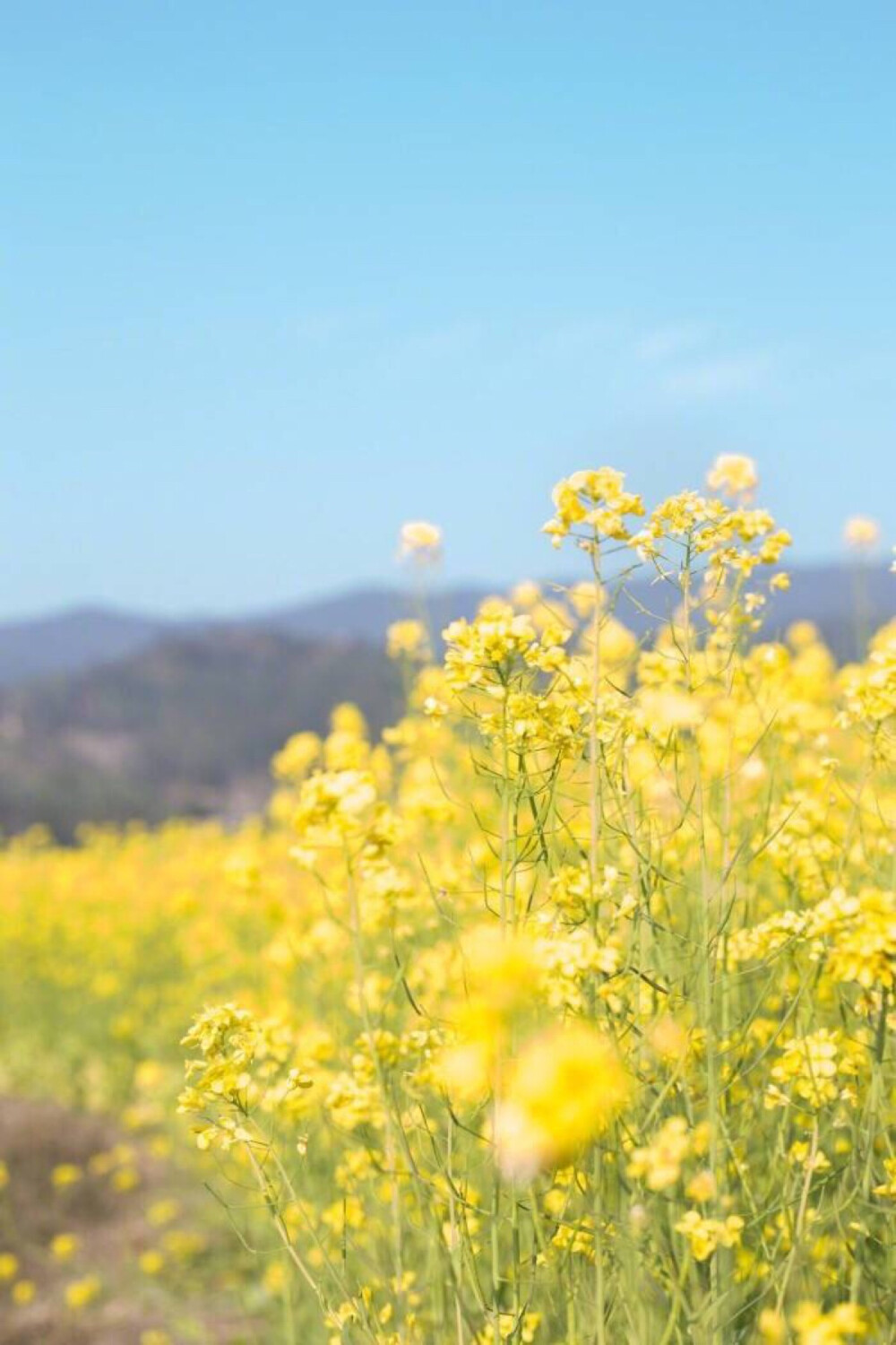 田野