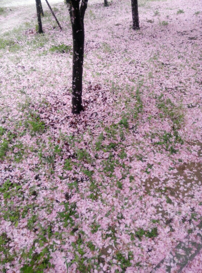 雨后洒落一地的樱花