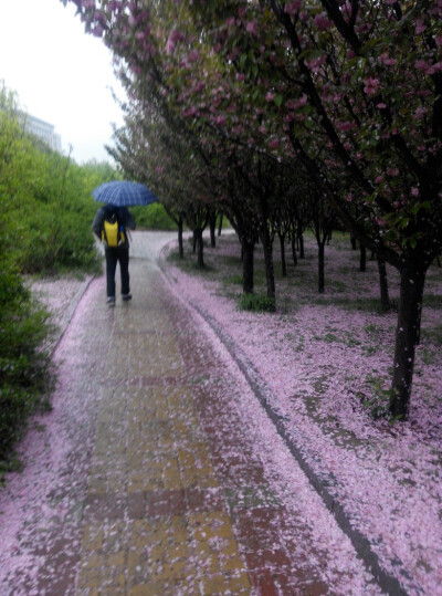 雨里的小哥哥 不知道匆匆的离去的路上 心里有没有记挂着的想一起看落花的人