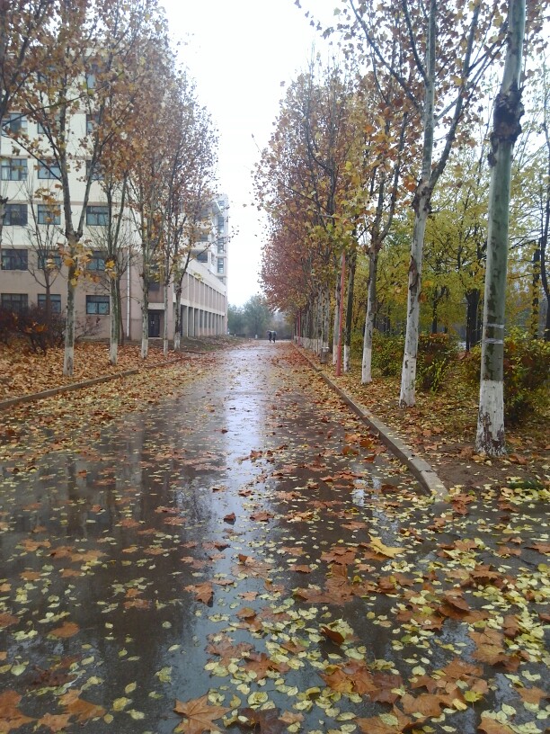 四时的雨 总是四时的味道 秋雨更像是挽留