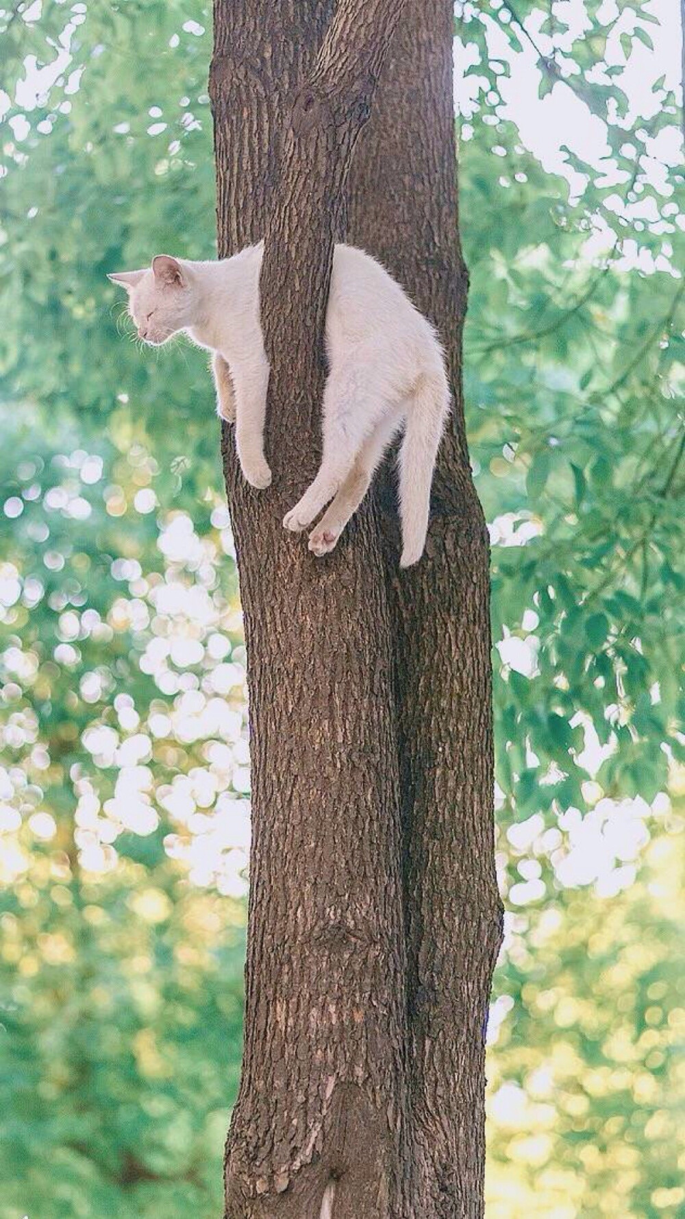 猫的树cattree作品图片