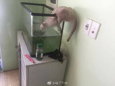 相信没有什么阻止得了一只橘猫偷吃食物了，别吃了！ ​​​​