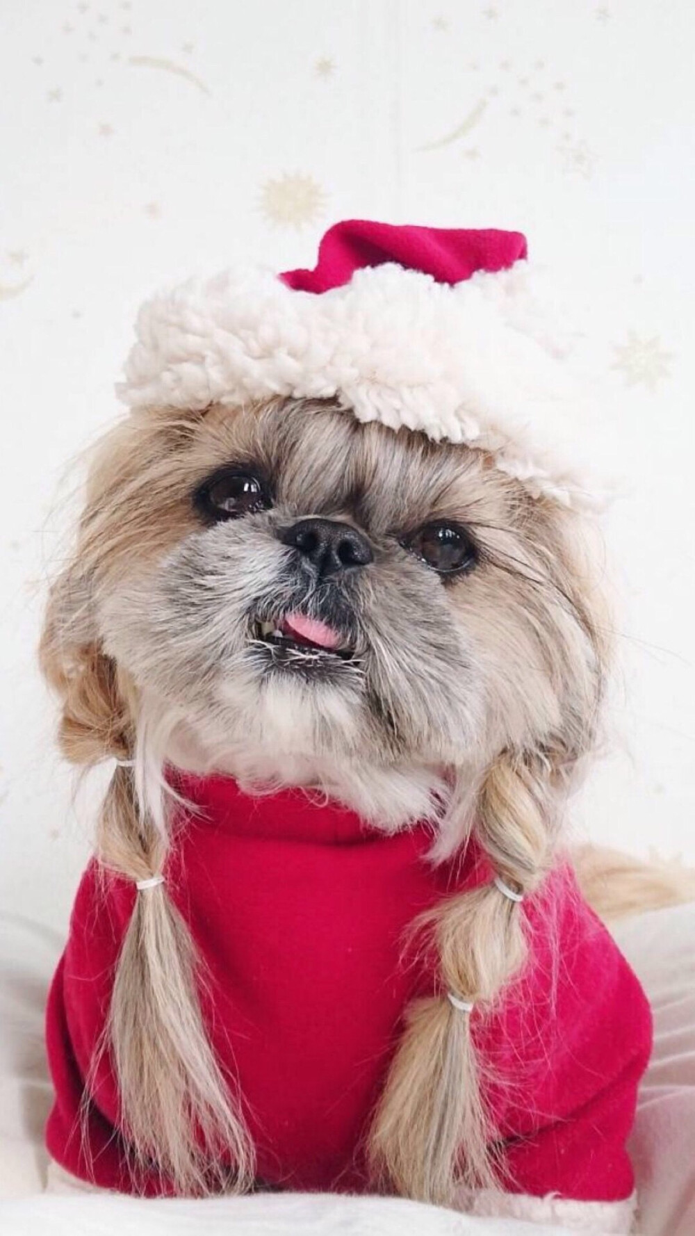 可爱萌狗狗壁纸