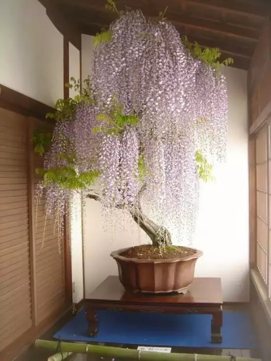 紫藤花盆景