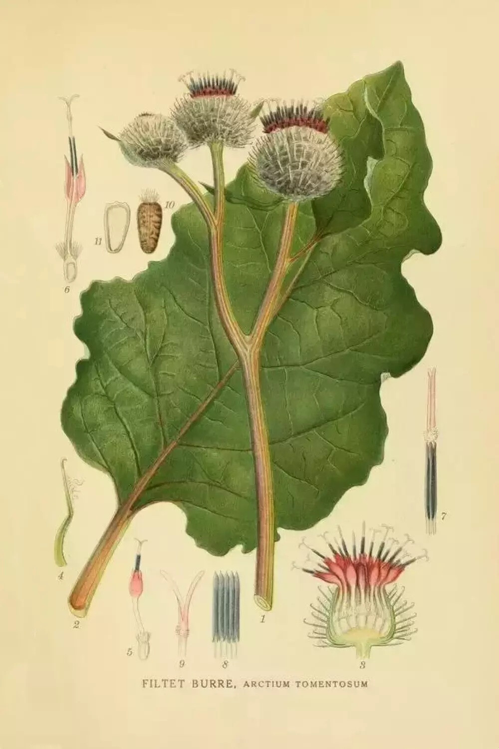 植物图谱 | Mentz & Ostenfeld