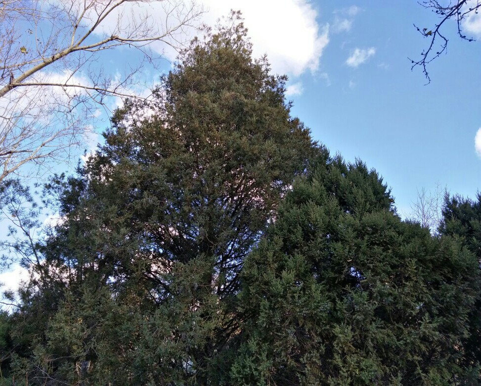 北京植物园＆曹雪芹纪念馆秋游研学
11月22号，我们三十九中的高一全体学生前往香山脚下的北京植物园和园内的曹雪芹纪念馆秋游并进行研学活动，我们高一全体学生不仅玩得很开心，从中学到了一些植物的知识和曹雪芹的相关知识，还体会到了研学的快乐。