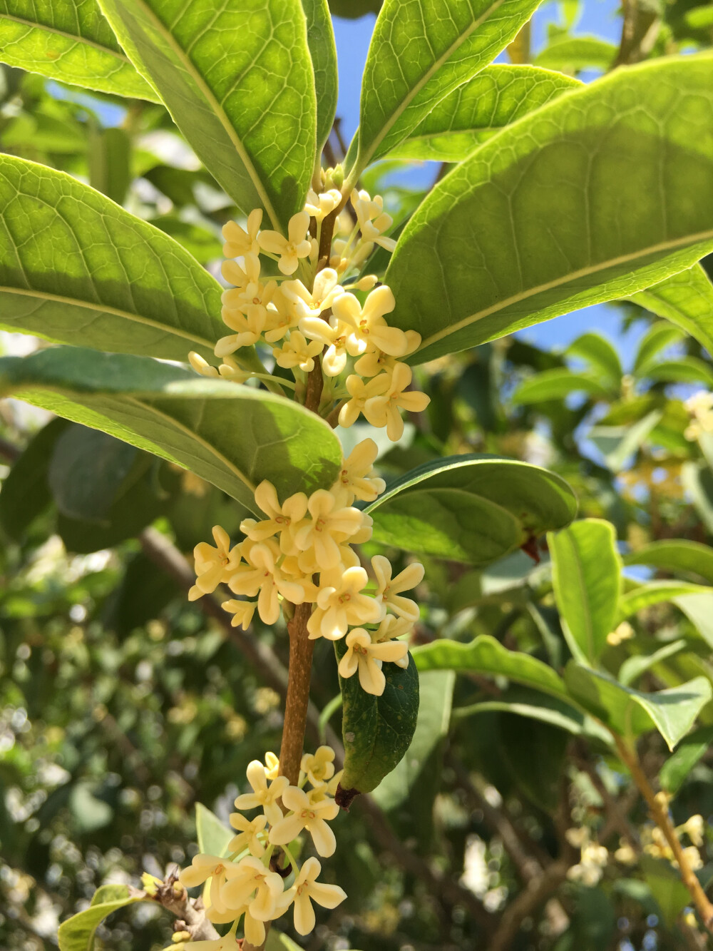 桂花 绿叶 八月