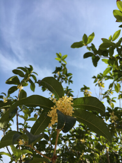 桂花 晴天 蓝天 云朵