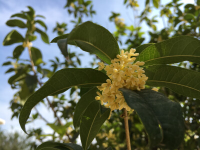 桂花 一枝花 绿叶